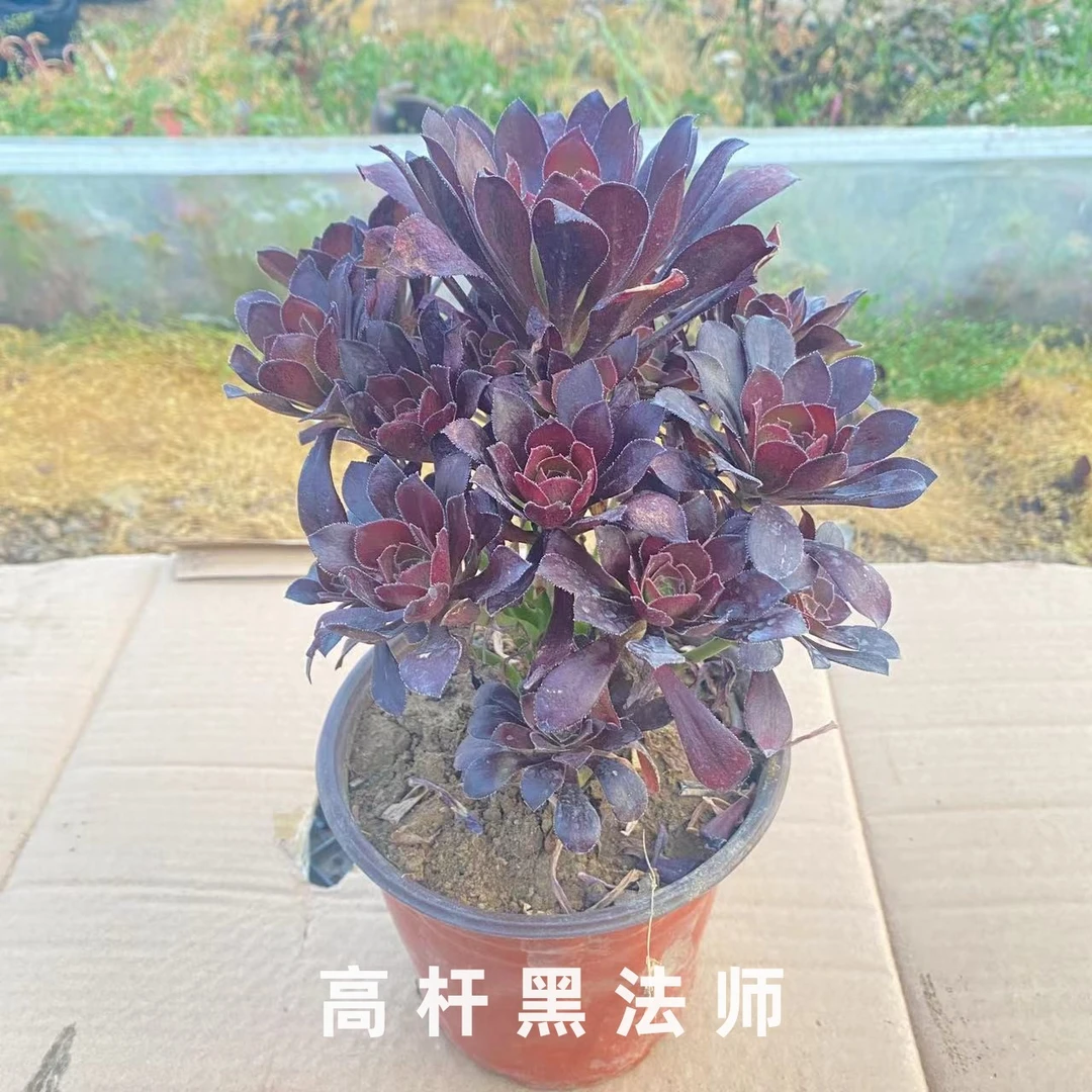 多肉植物圆叶长杆黑法师手捧花老桩大颗好养易度夏多头花卉盆栽