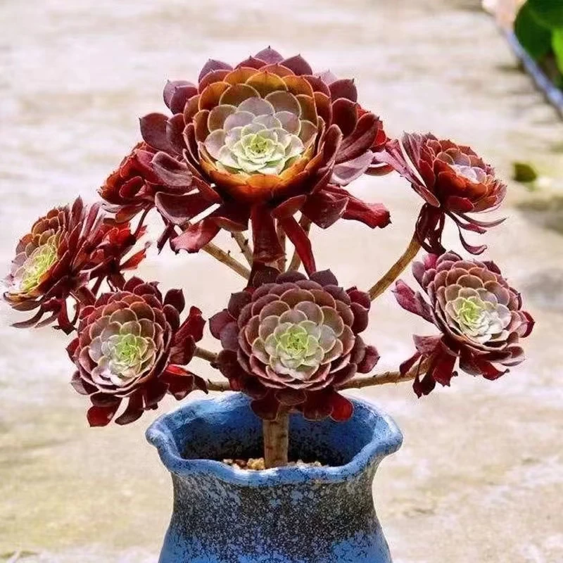 铜壶法师老桩红铜壶黑铜壶黑萝莉法师多肉植物大颗多头花卉好养活