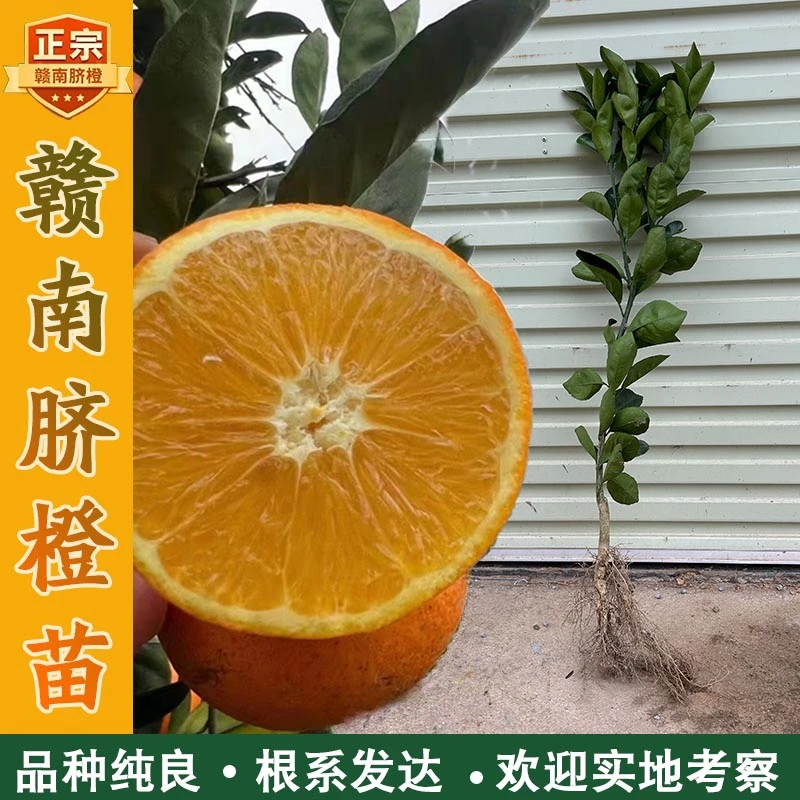 正宗赣南脐橙苗2年有分叉橙子苗纽荷尔黄肉品种江西赣州产地发货