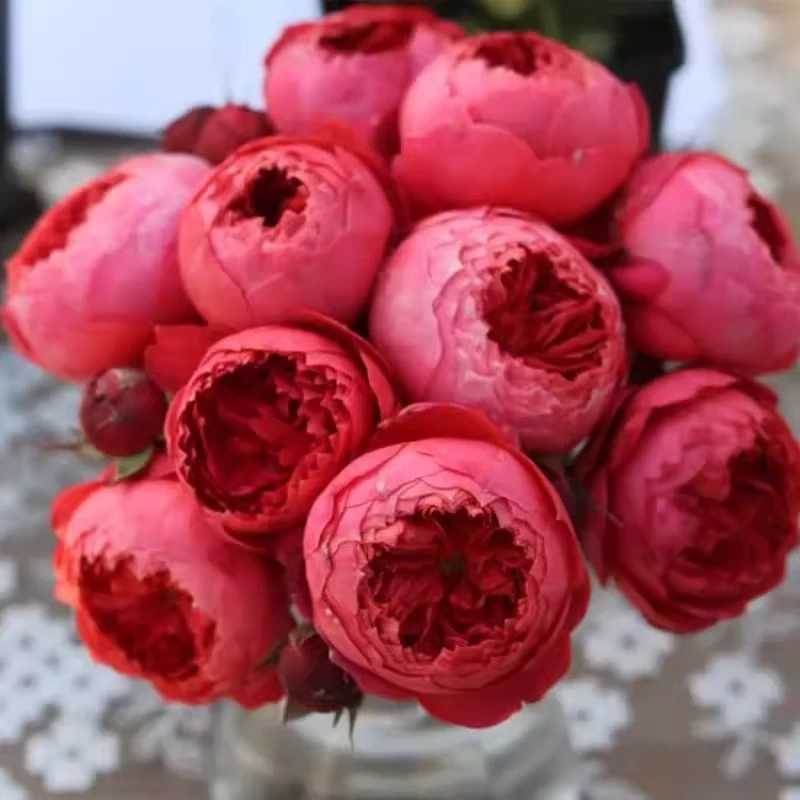 朱砂碗月季灌木耐热浓香四季勤花抗病包子型阳台花卉庭院盆栽玫瑰