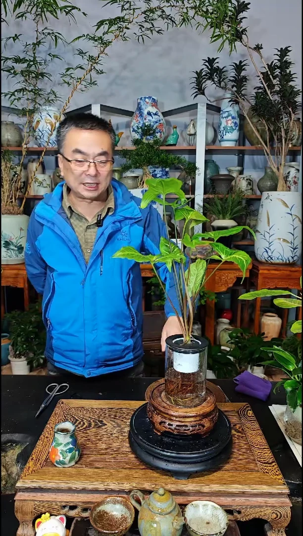 【闪购商品】水之韵水培植物绿精灵