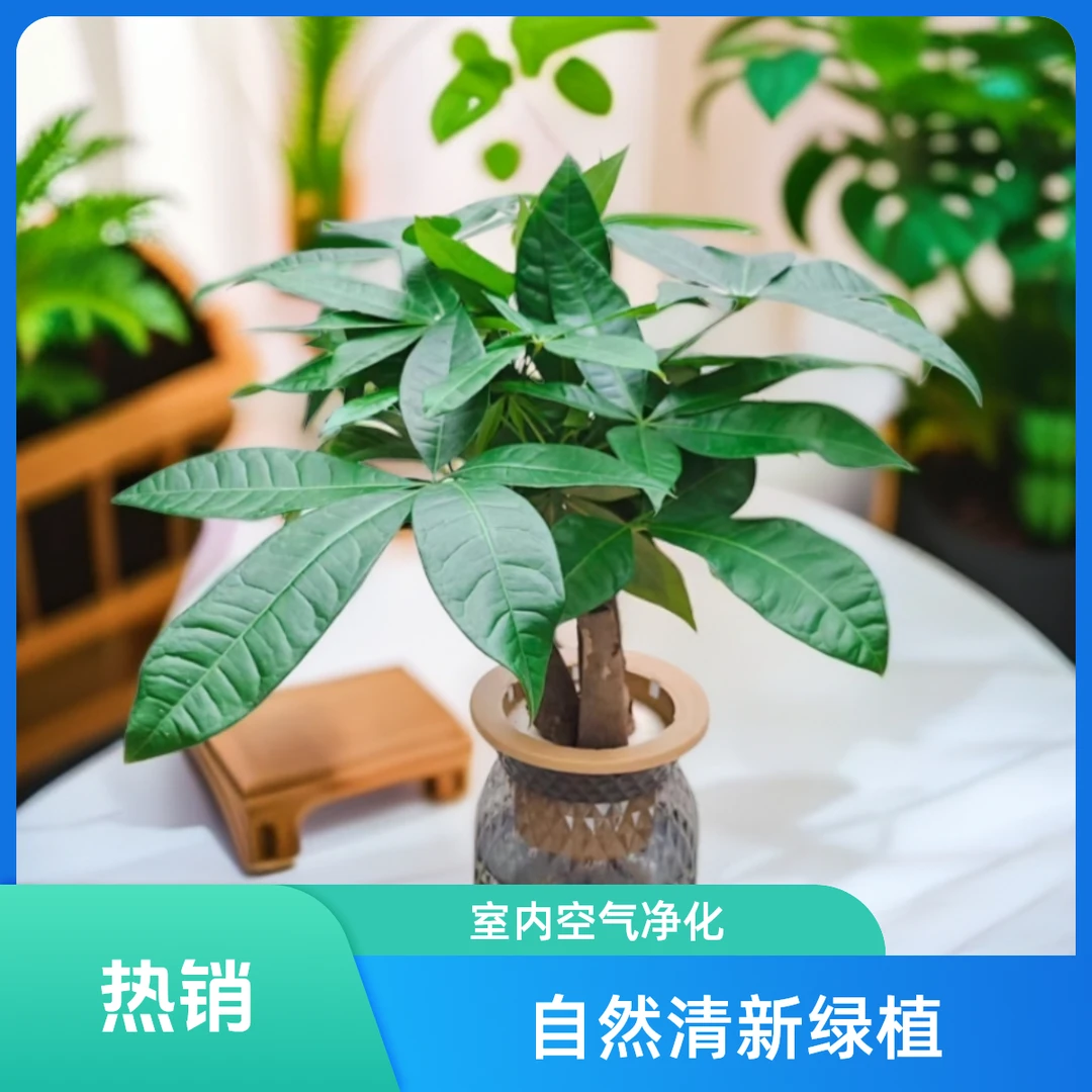 水之韵水培三颗发财树