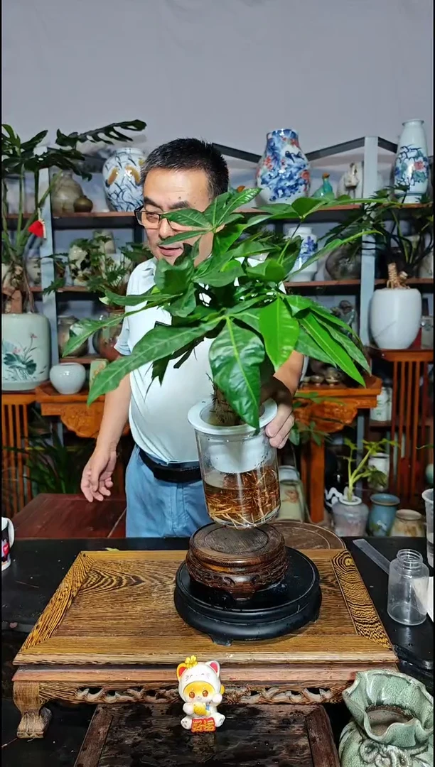 【闪购商品】水之韵水培发财树