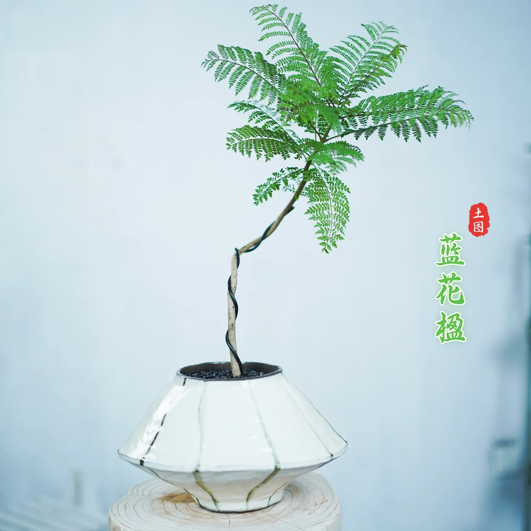 蓝花楹定制手工花盆办公室绿植室内盆栽桌面好养客厅小众礼品盆景