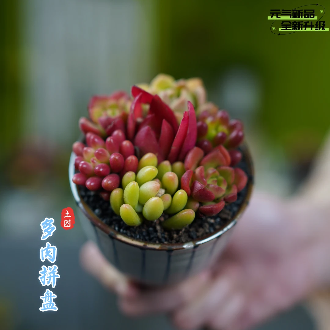 多肉植物拼盘组合精致多肉组合易养易活易打理礼品多肉