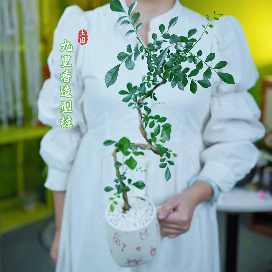 九里香盆栽水培七里香四季植物室内室外桌面绿植造型开花常绿花卉