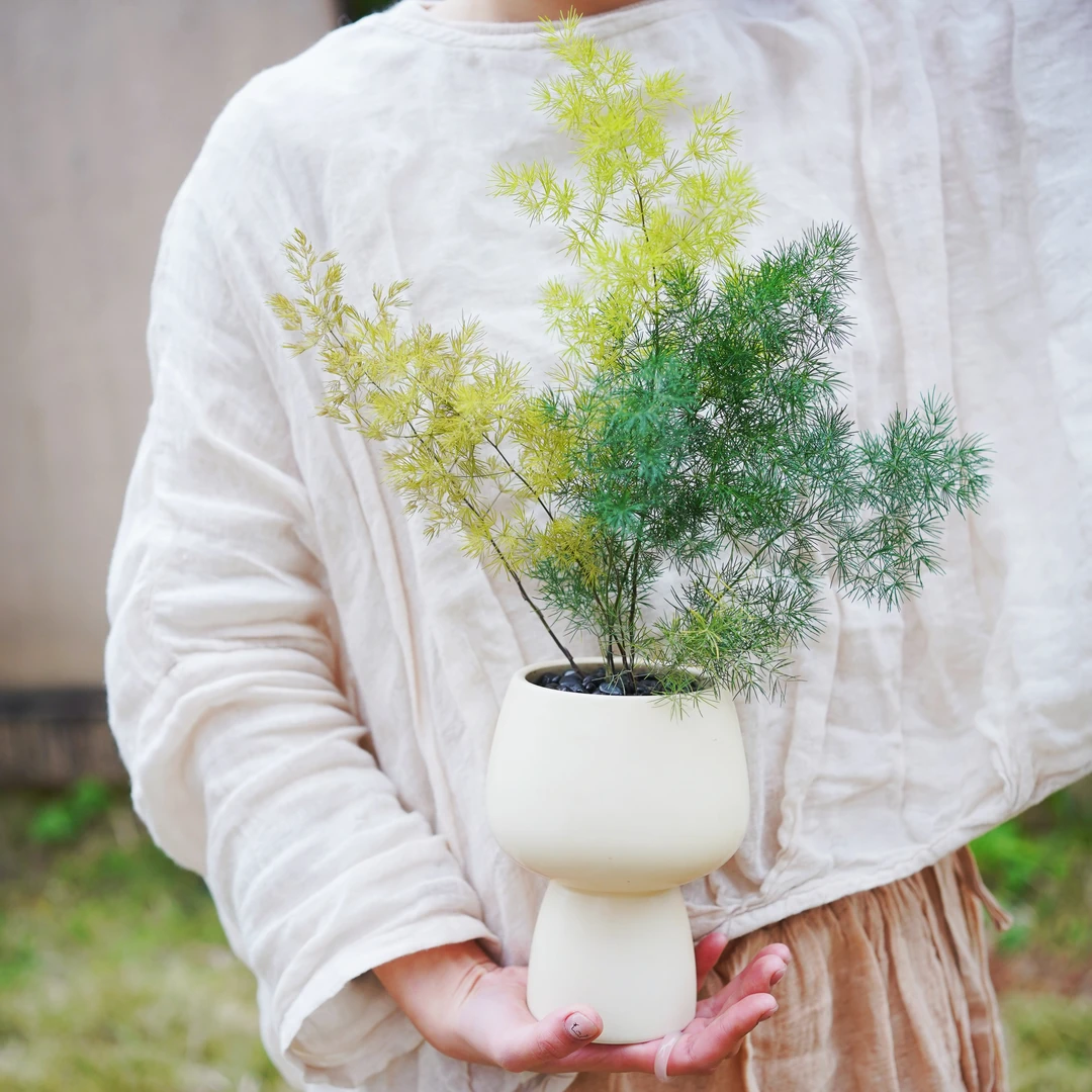 蓬莱松盆栽室内外阳台好养盆景吉祥猴四季翠绿常青办公室桌面植物