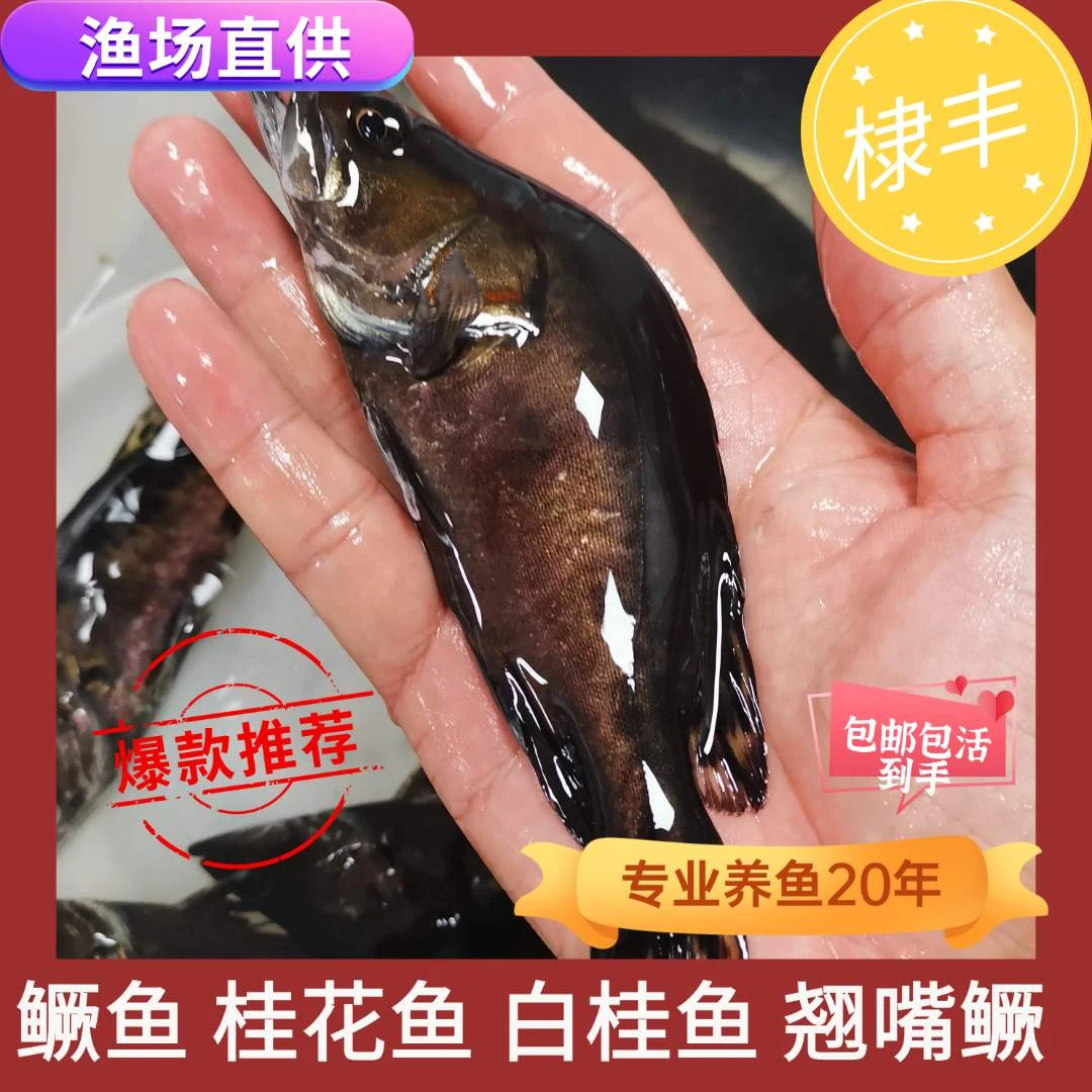 桂花鱼 白桂鱼批发 斑鳜鱼 翘嘴鳜 大眼鳜 宠物观赏鱼渔场直供