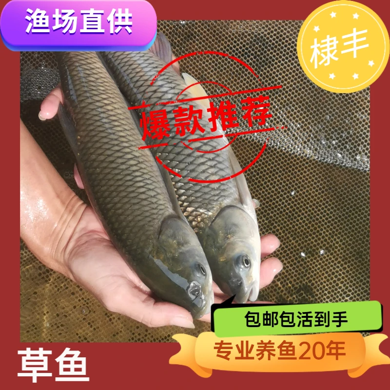 草鱼 半斤草皖鱼 一斤重草鱼 脆肉鲩鱼 宠物观赏草鱼