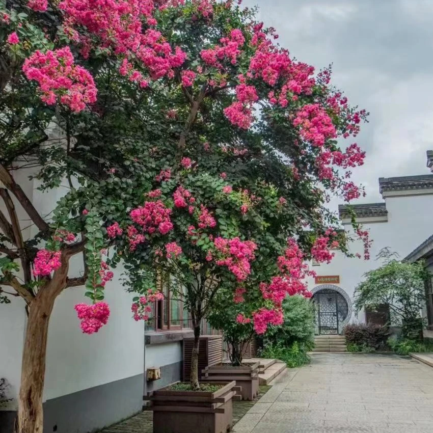 龙骨紫薇庭院紫薇百日红紫薇四合院种植紫薇