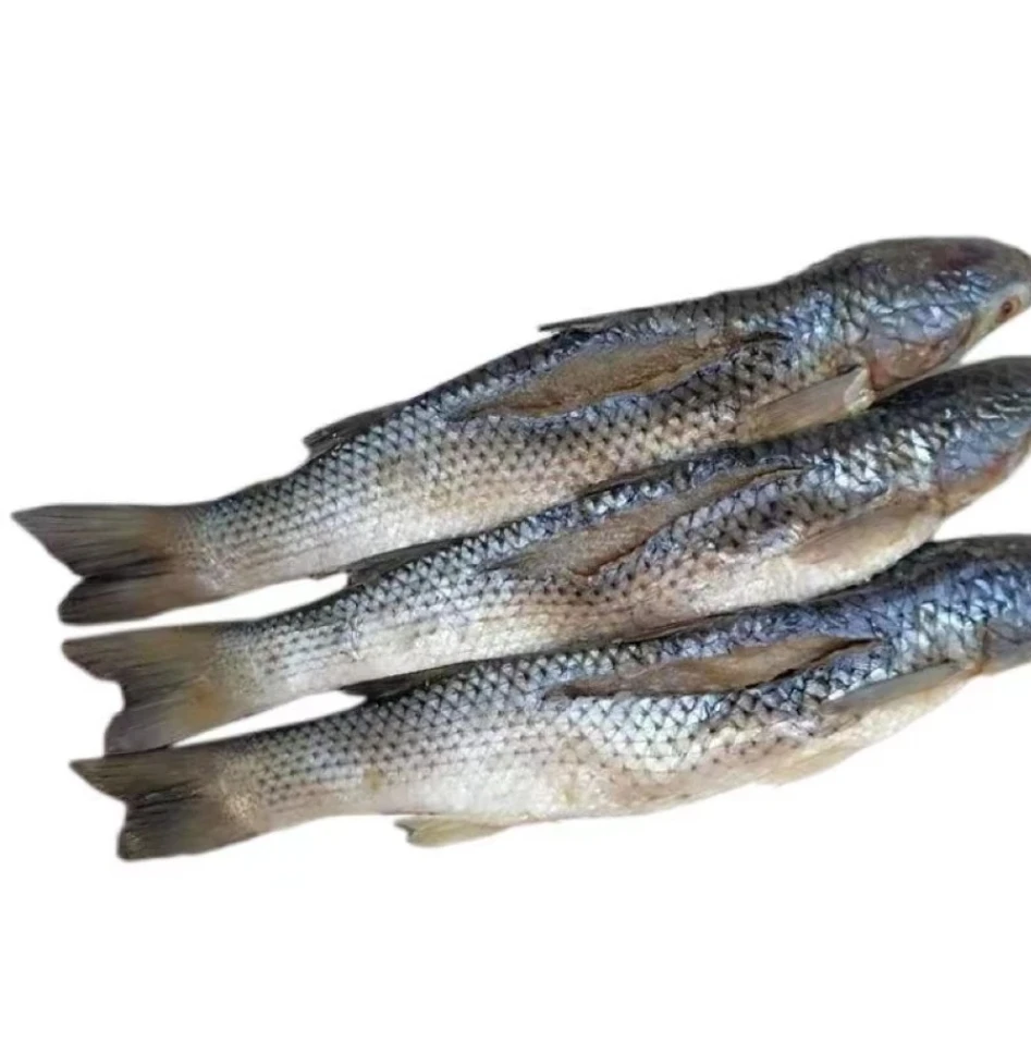 山东渤海湾咸梭鱼3斤—5斤