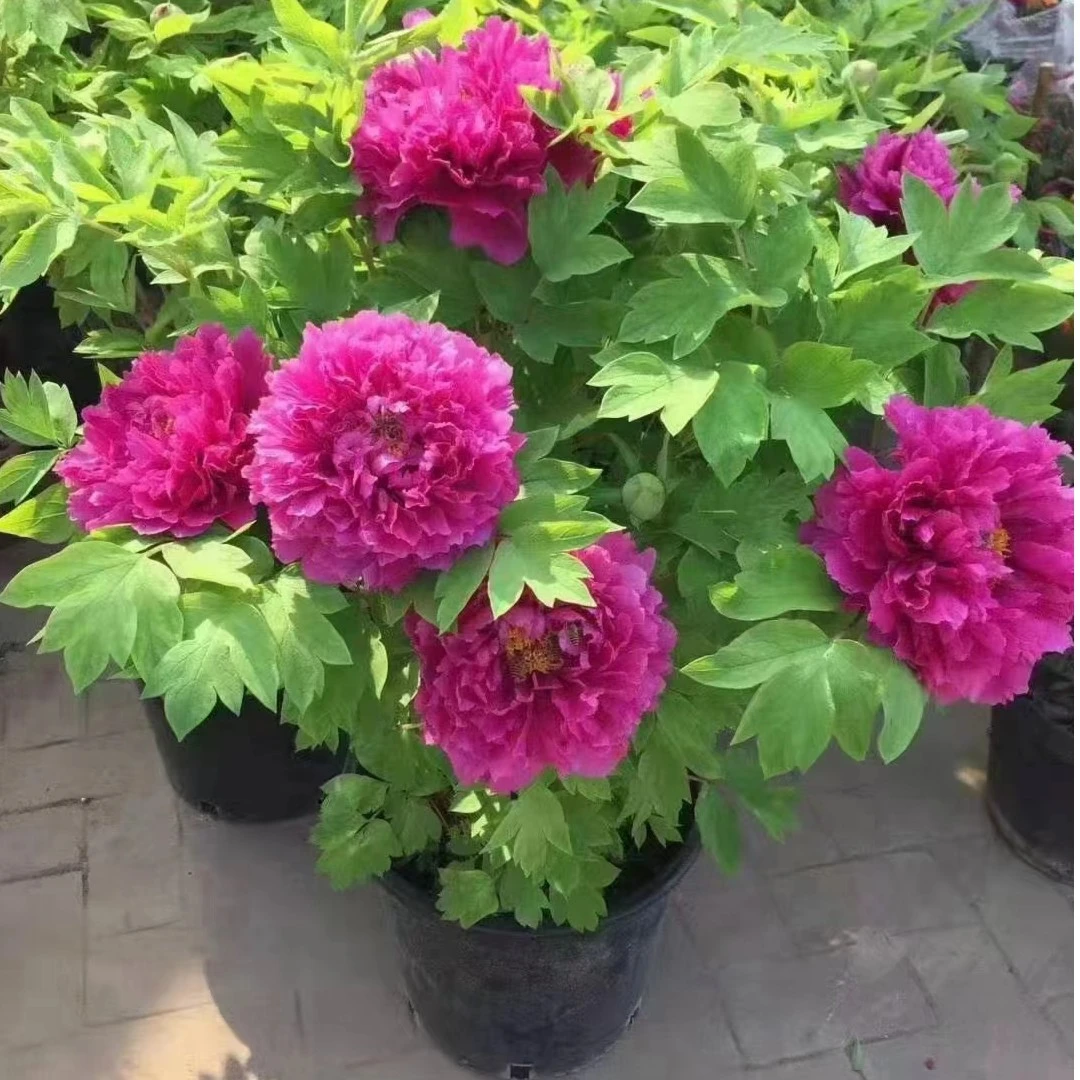 洛阳牡丹年宵花老盆养