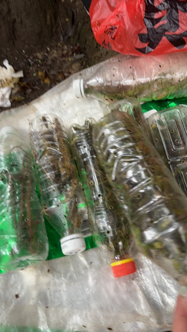 活体蚂蚱活虫蝗虫蚱蜢画眉鸟爬虫龟宠物蜂饲料鸟活食新鲜食物飞蝗