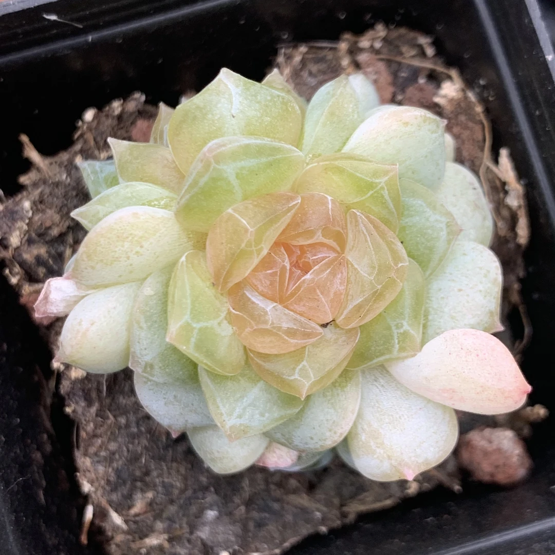 直播链接，单拍101-200号，多肉植物，室内花卉