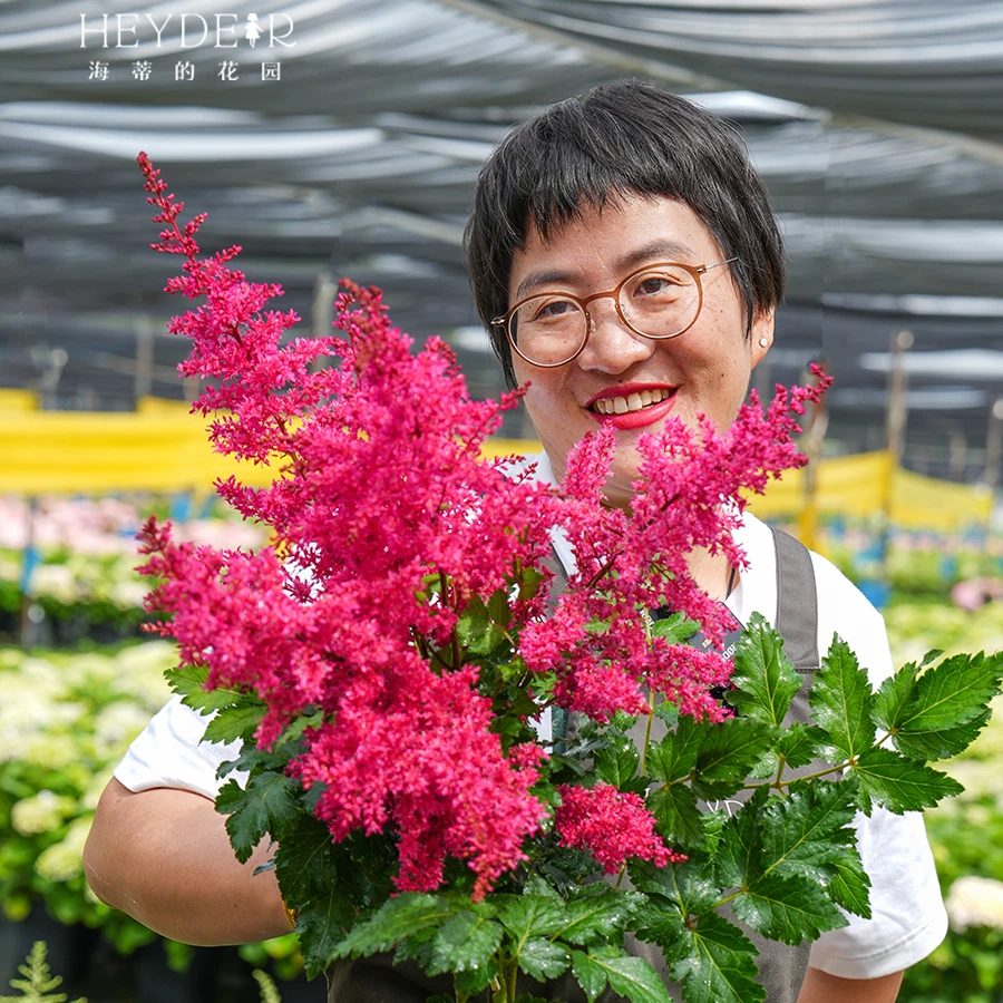 海蒂的花园落新妇多品块根种球耐阴花卉种植阳台庭院植物裸球