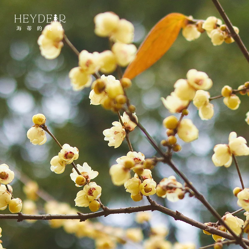 海蒂的花园腊梅切花庭院观赏花朵香味悠长先花后叶花园地栽