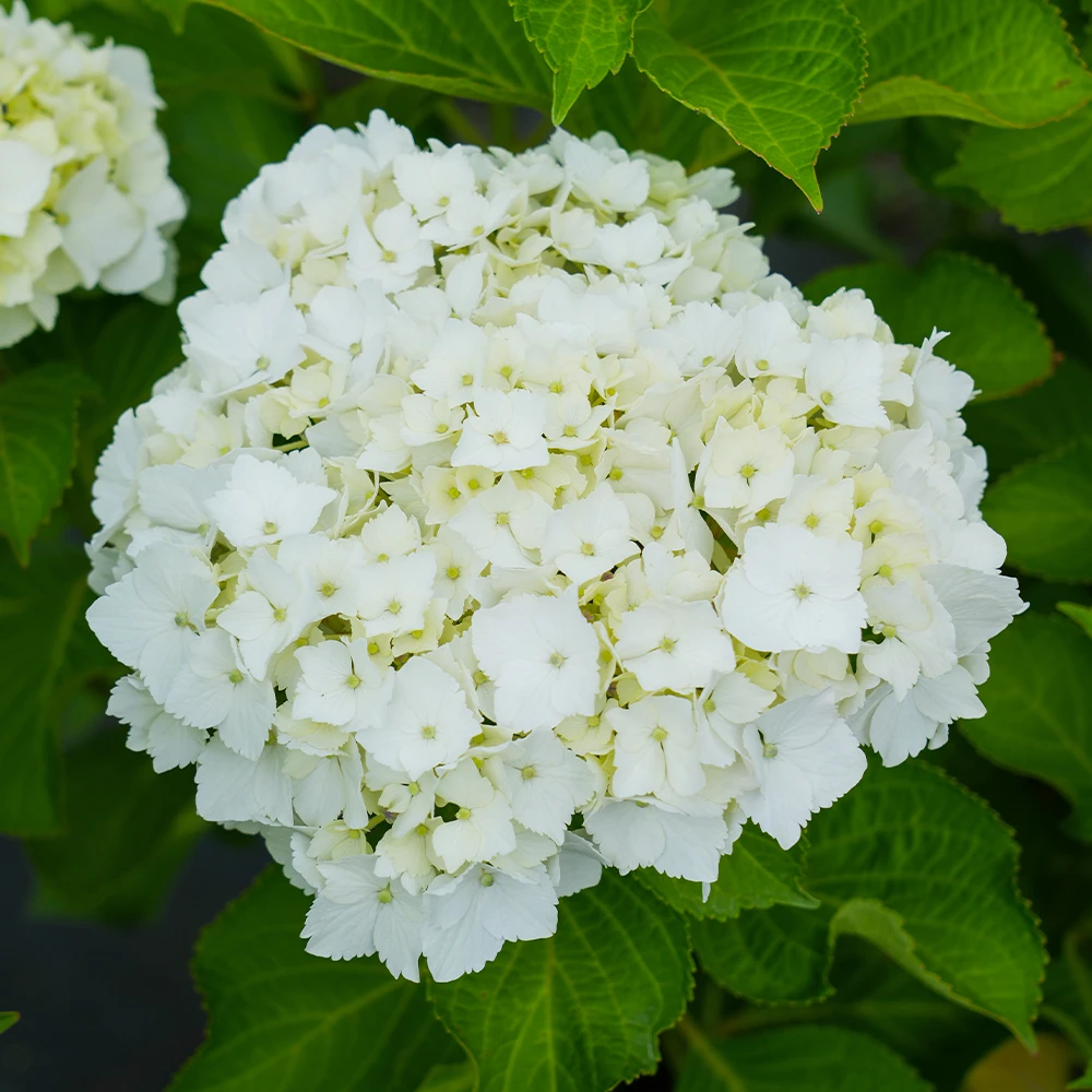海蒂的花园大花绣球美丽心情温柔色系阳台庭院植物花卉小盆栽苗