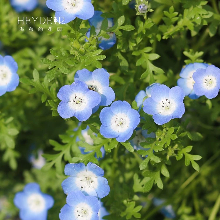 海蒂的花园喜林草小花苗花卉阳台庭院草本小巧可爱开花植物盆栽苗