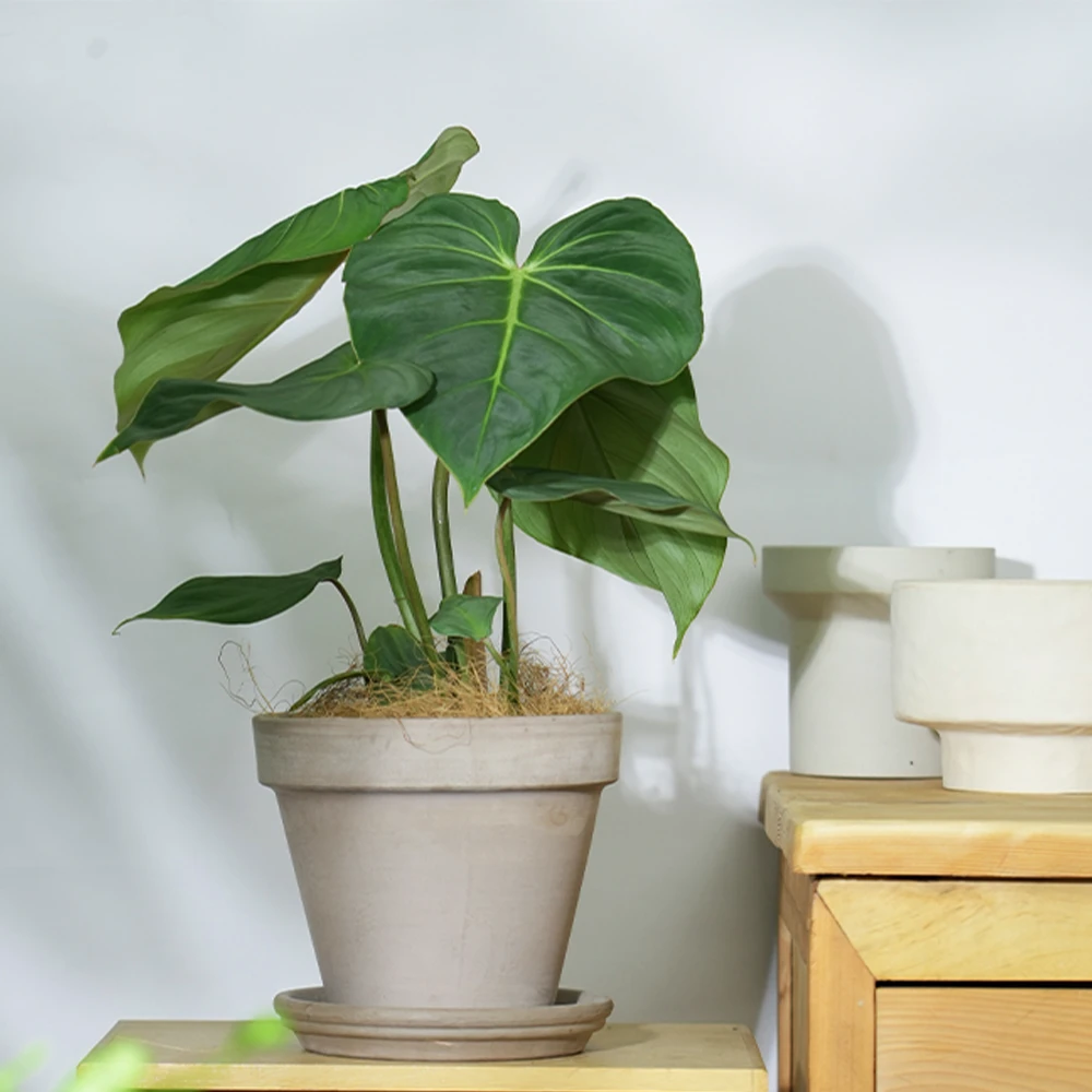 海蒂的花园室内绿植猪笼草橡皮树时尚家居常绿好养观叶植物广东仓