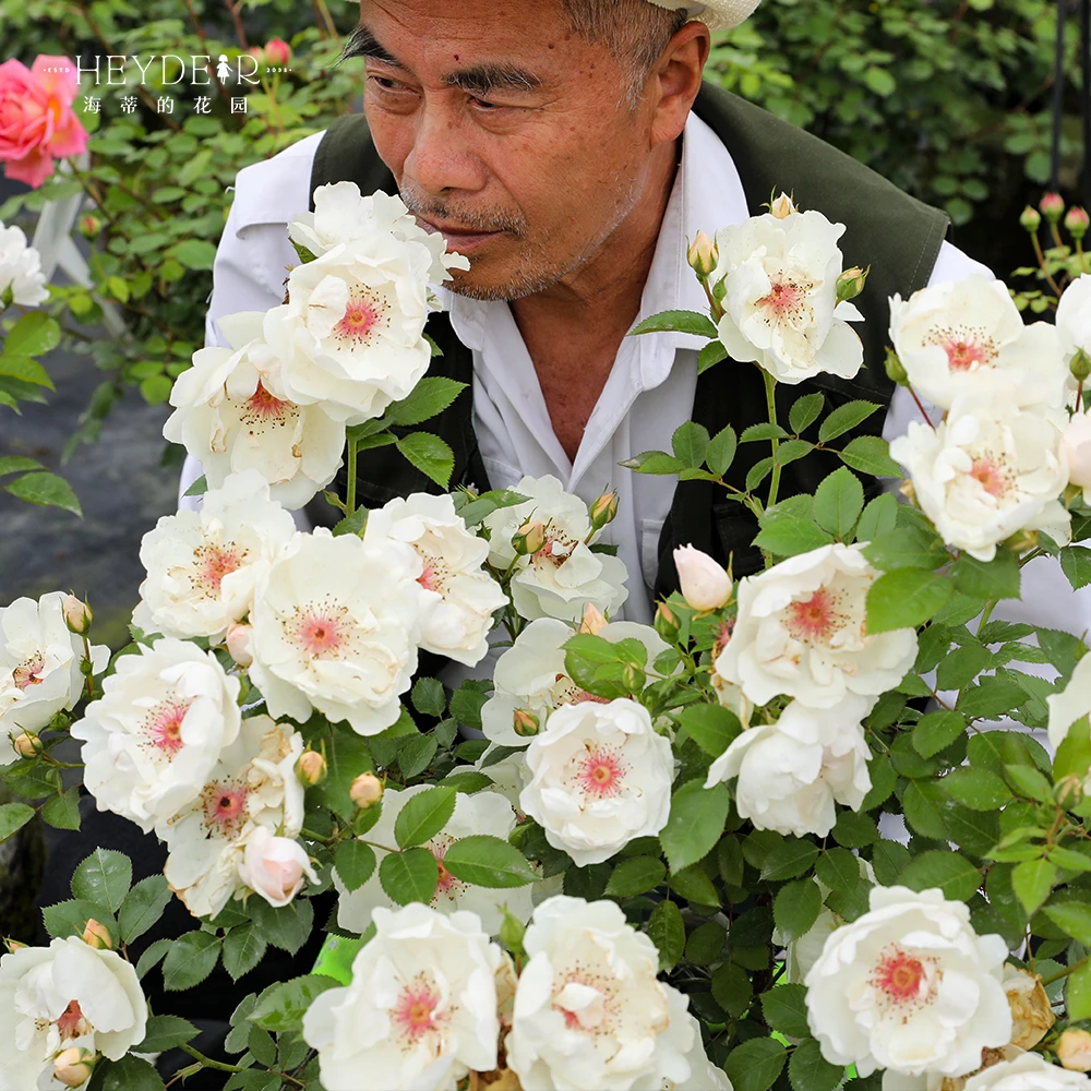 海蒂的花园杰奎琳杜普蕾直立月季多季节开花抗病阳台庭院养护盆栽