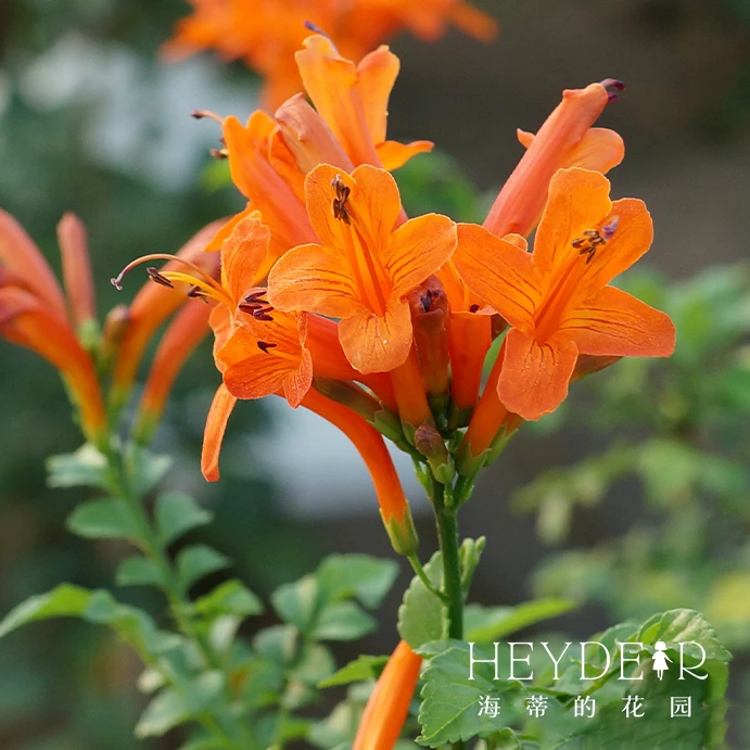 海蒂的花园凌霄花硬骨凌霄橙色常绿庭院爬藤木本花卉植物盆栽苗