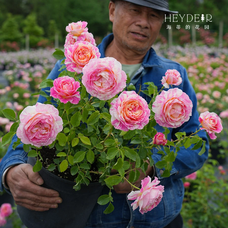 海蒂的花园月季花玫瑰花莫奈直立大花阳台粉色花卉庭院植物盆栽苗