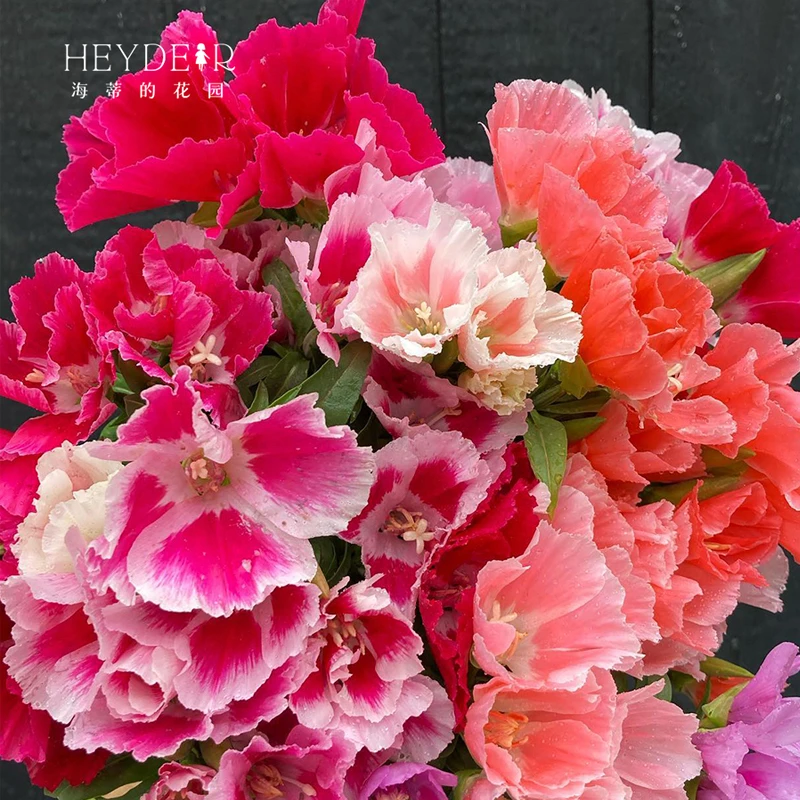 海蒂的花园古代稀花卉盆栽新品草花阳台庭院好养开花植物苗