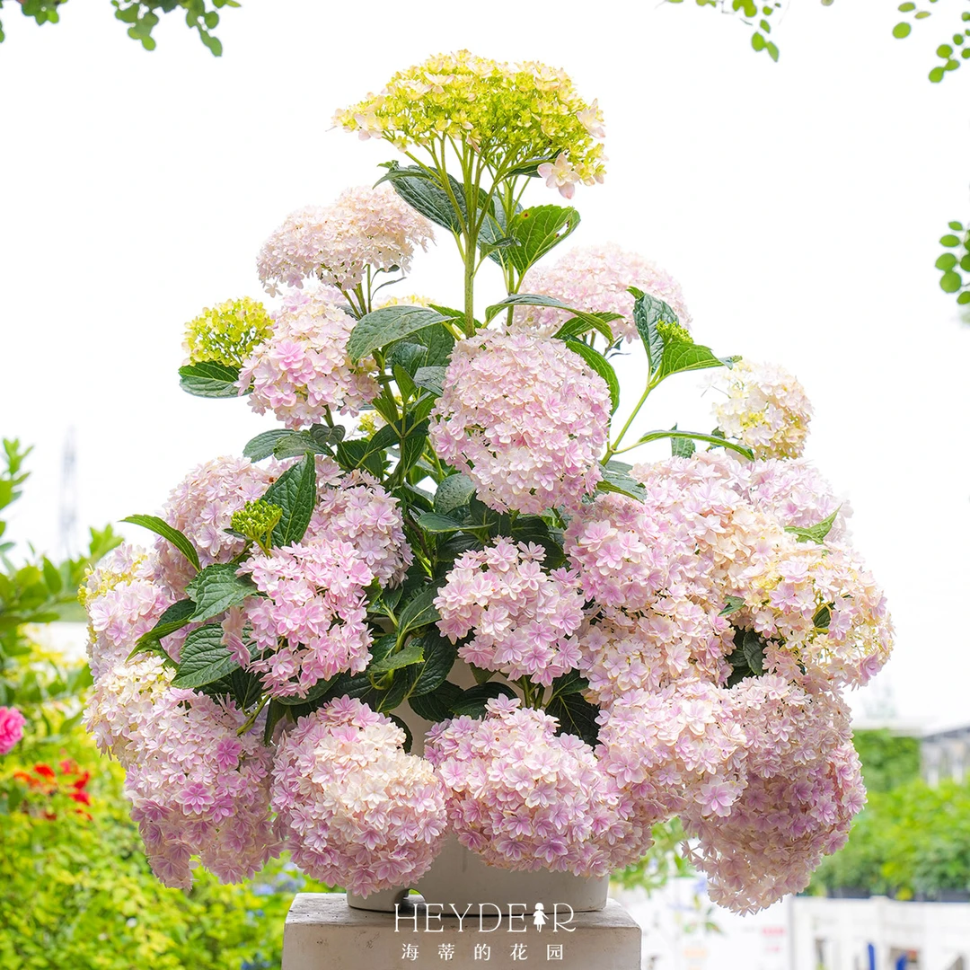 海蒂的花园大花绣球万华镜阳台庭院花园粉色观赏花卉多年生盆栽苗