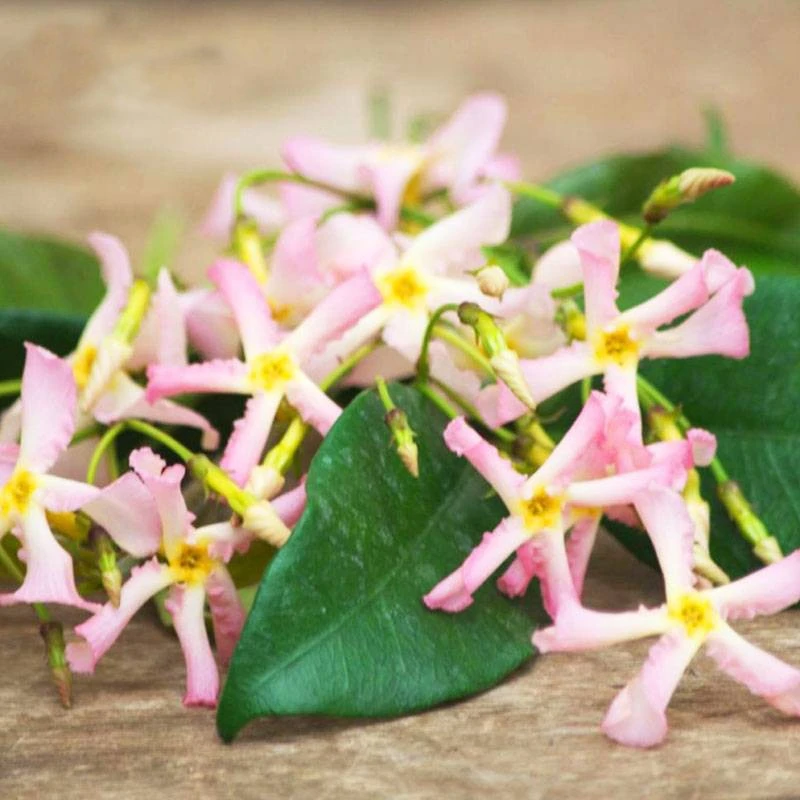 海蒂的花园风车茉莉粉色1加仑络石藤爬藤花墙常绿花卉植物盆栽苗
