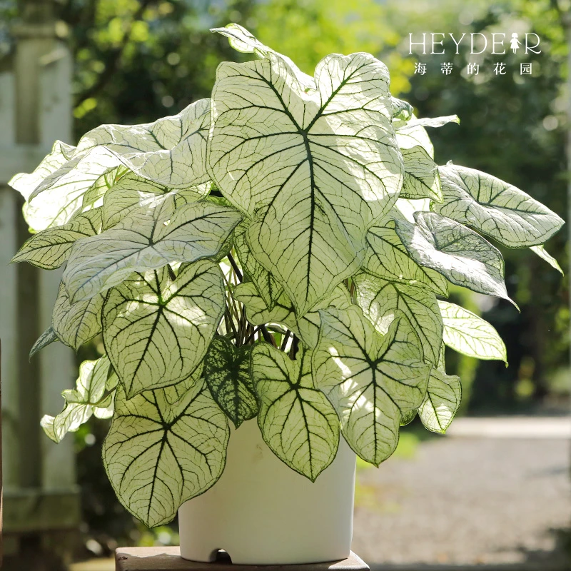 海蒂的花园彩叶芋种球球根白色恋人室内绿植系列栽种桌面阳台应用
