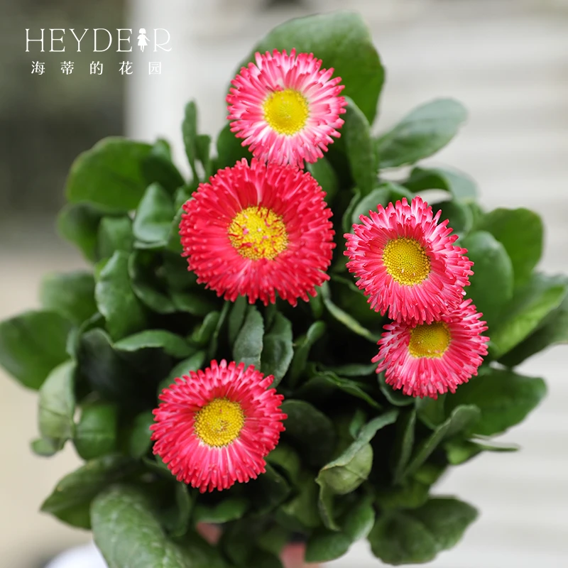 海蒂的花园小雏菊精致清新花卉庭院阳台室外养护植物12cm盆栽苗