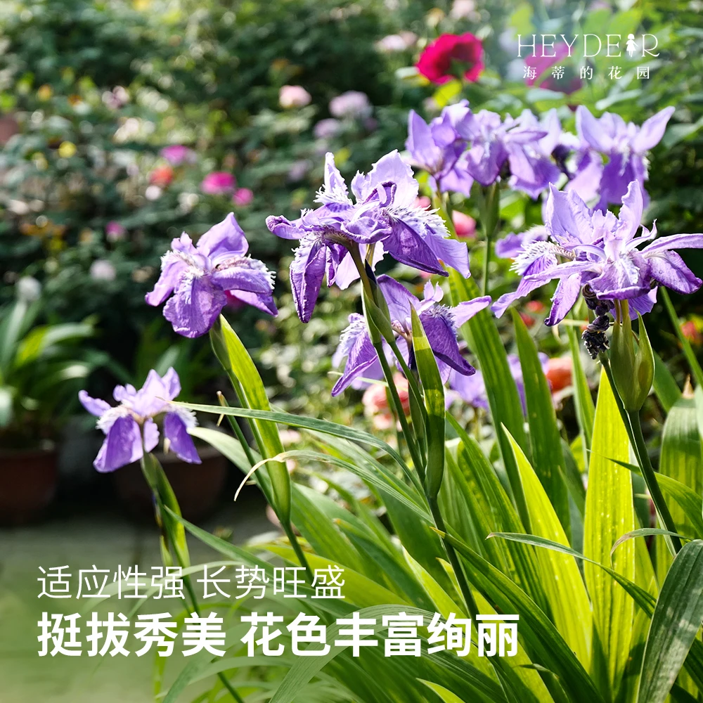 海蒂的花园路易斯安娜鸢尾块根多年生常绿水生花卉植物宿根植物