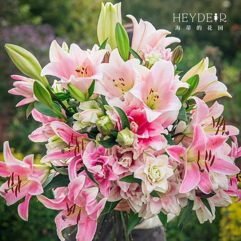 海蒂的花园百合种球花阳台庭院进口秋季裸球单瓣重瓣清新植物花卉