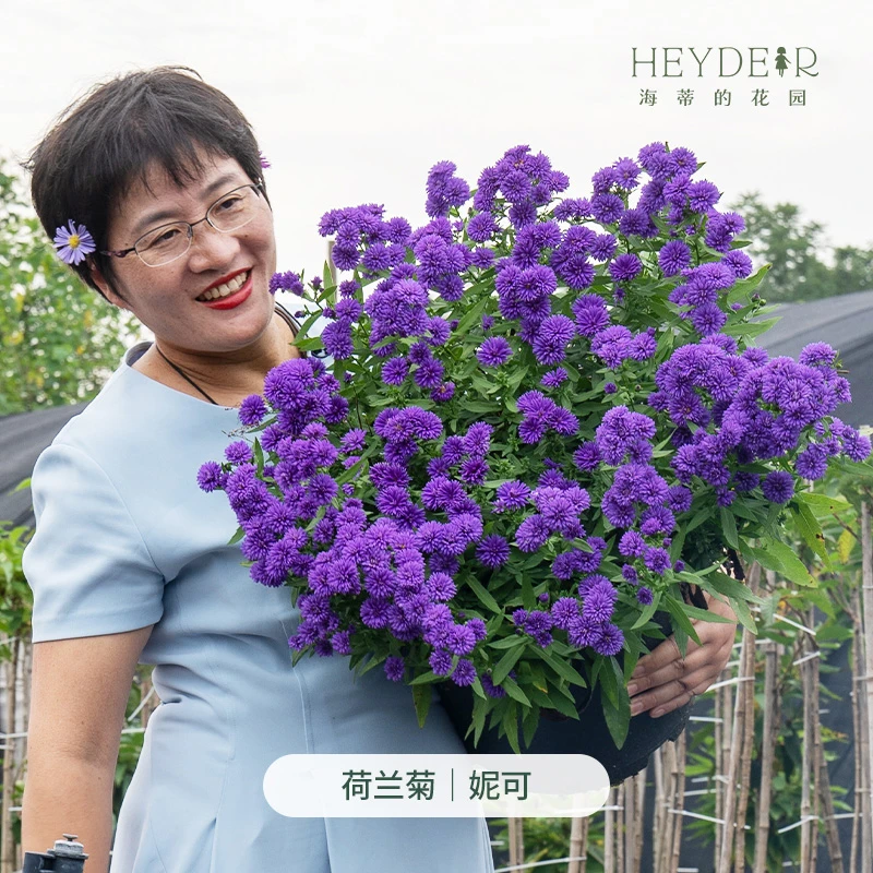 海蒂的花园荷兰菊紫菀多年生宿根阳台庭院盆栽地栽草本花卉植物苗