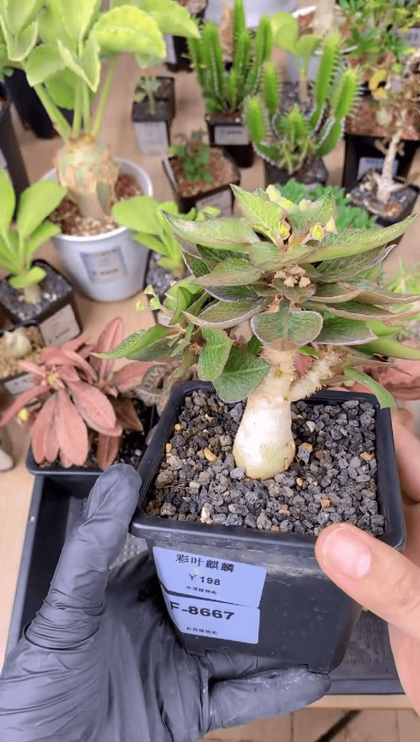 【闪购商品】彩叶麒麟F-8667