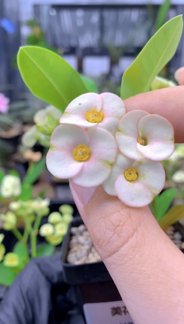 【闪购商品】美花念珠F-9927
