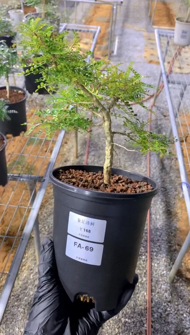 【闪购商品】象足漆树FA-69
