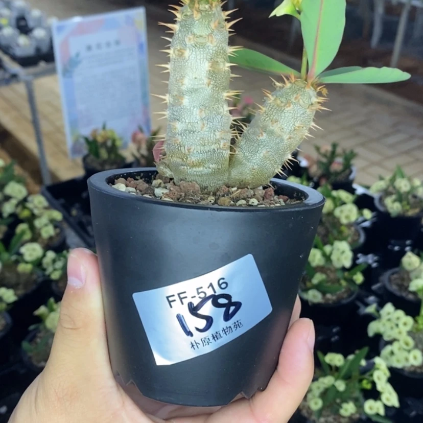 【闪购商品】y****3美花念珠