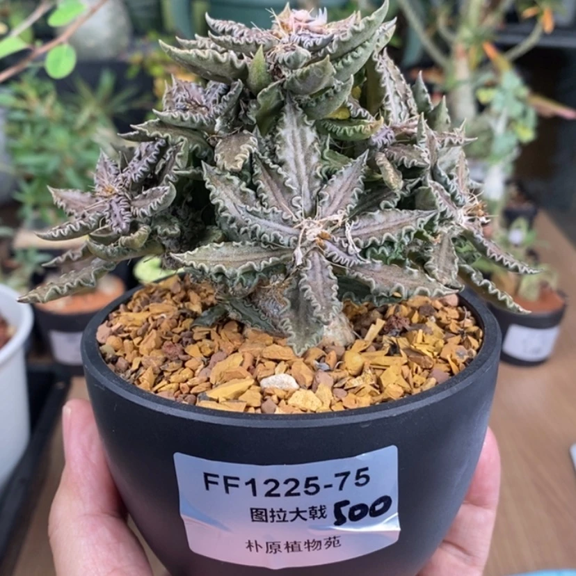 【闪购商品】四**间图拉大戟FF-1225-75