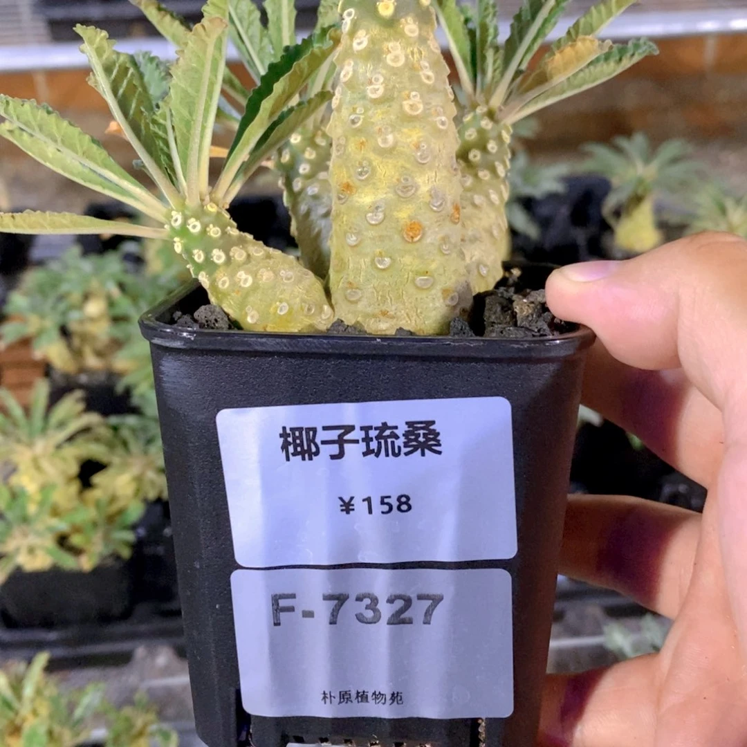 为**红椰子琉桑.  F-7327