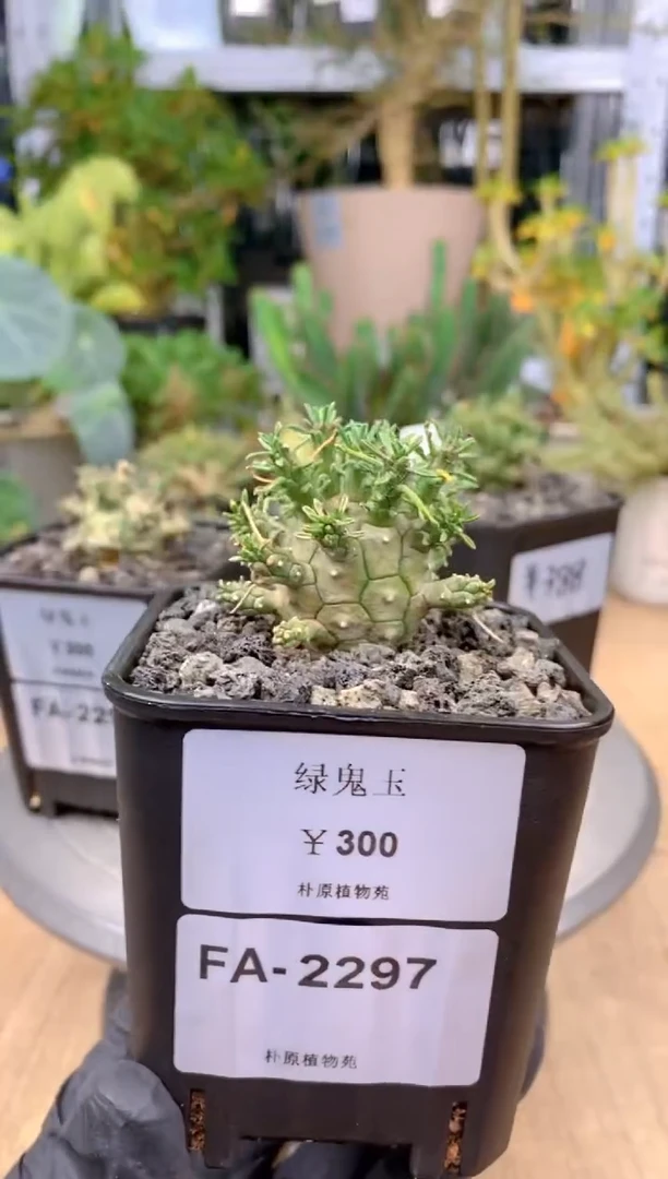 【闪购商品】绿鬼玉FA-2297