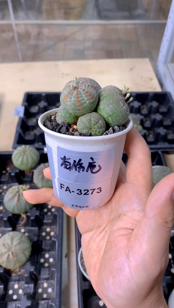 【闪购商品】布纹球FA-3273