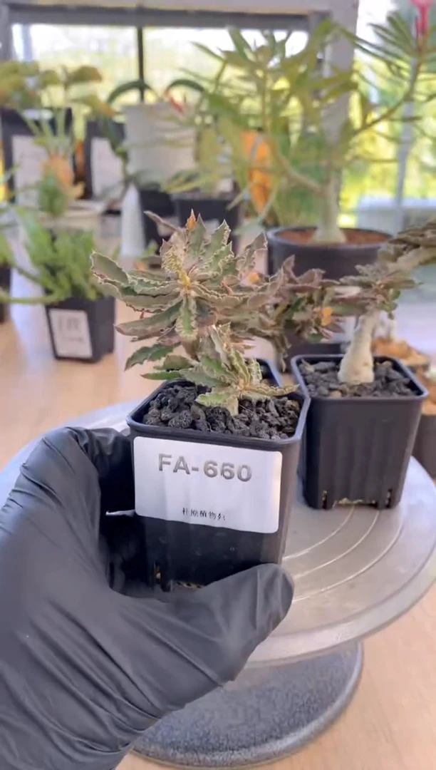 【闪购商品】圣玛丽角大戟FA-660