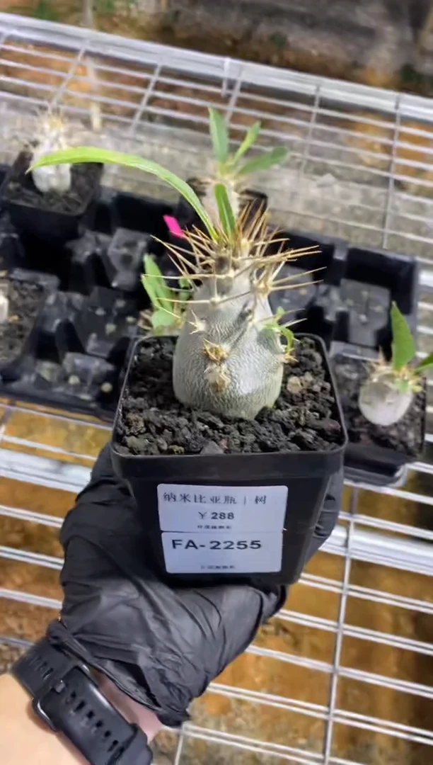 【闪购商品】纳米比亚瓶干树FA-2255