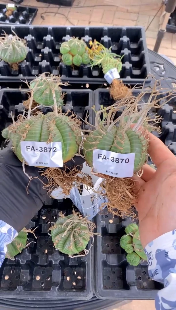 【闪购商品】法丽达FA-3872+FA-3870