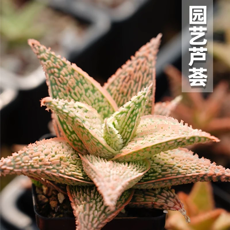 朴原植物苑专用 园艺芦荟 Aloe Hybrids