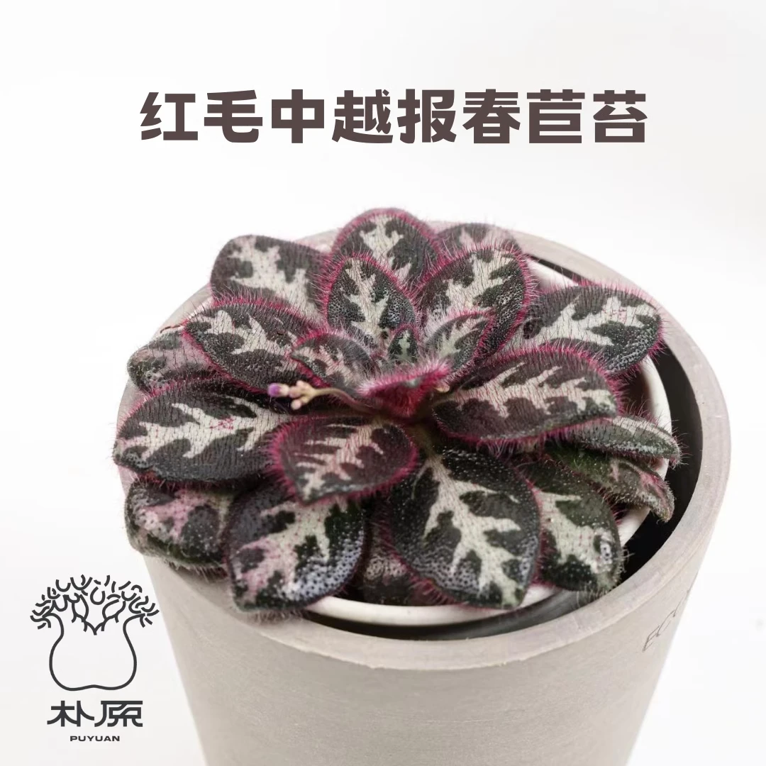 朴原珍奇块根 红毛中越报春苣苔 Primulina sinovietnamica
