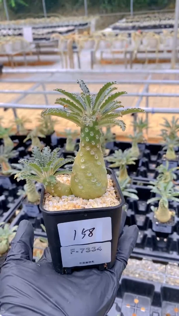 【闪购商品】椰子琉桑F-7334