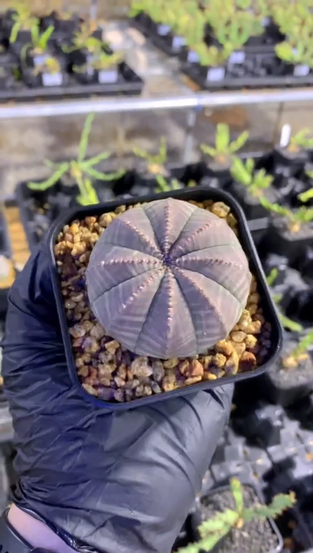 【闪购商品】布纹球FA-575