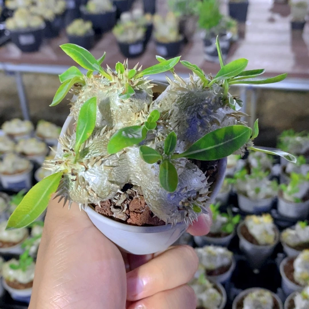 惠比须笑FA. -289